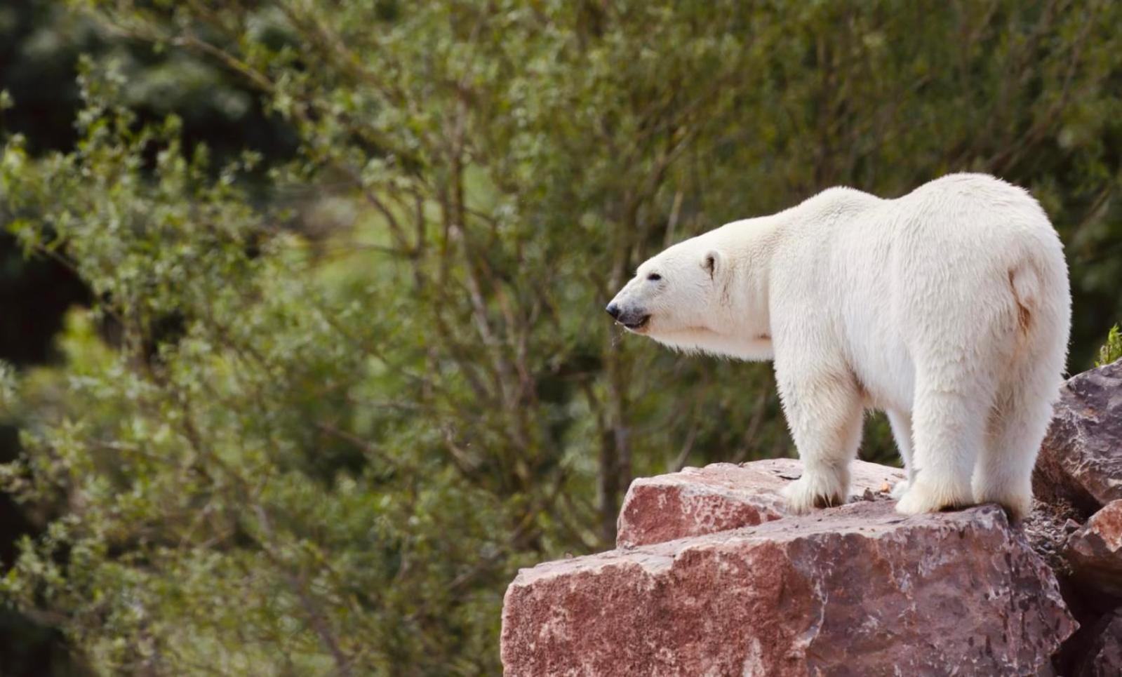 Chic 2 Bed Peak District Cottage Barn Near Alton Towers, Polar Bears, Chatsworth House Лік Екстер'єр фото