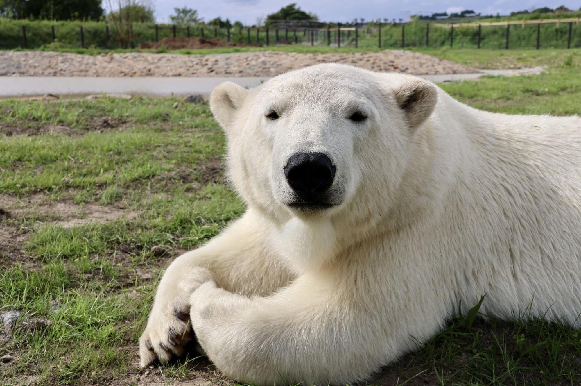Chic 2 Bed Peak District Cottage Barn Near Alton Towers, Polar Bears, Chatsworth House Лік Екстер'єр фото